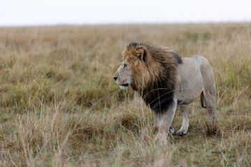 A maned male lion walks through open grassland under an overcast sky. Masai Mara National Reserve Kenya. © TheStorygrapher