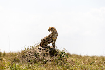 A cheetah sits on a termite mound scanning the plains. Masai Mara National Reserve Kenya. © TheStorygrapher