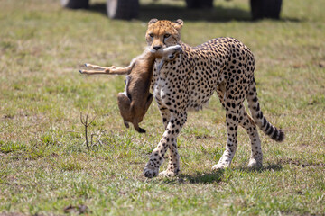 A cheetah walks across grassland carrying a young gazelle it has. Masai Mara National Reserve Kenya. © TheStorygrapher