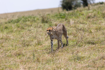 A cheetah walks across a grassy rise on the open savanna. Masai Mara National Reserve Kenya. © theStorygrapher