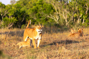 A lioness walks with tail raised while a cub follows beneath. Masai Mara National Reserve Kenya. © TheStorygrapher