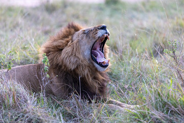 A maned male lion yawns wide teeth bared while lying in long grass. Masai Mara National Reserve Kenya. © TheStorygrapher