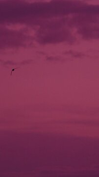 Barn swallow silhouette against deep crimson sunset sky, slow motion wildlife