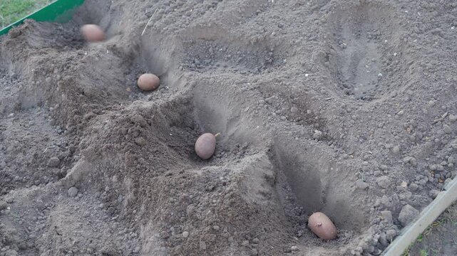 Throwing seed potatoes into holes on garden bed and covering with soil 