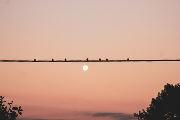 Sur le fil © delphine
