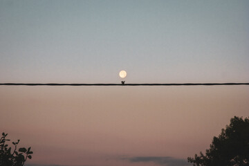 lune à moineau © delphine