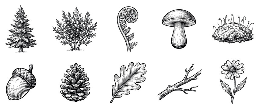 Forest nature icons set. Woodland plants and elements concept. Includes pine tree, juniper bush, fern, mushroom, moss, acorn, pine cone, oak leaf, branch, daisy flower. Hand-drawn doodle