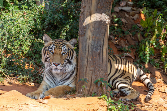 Majestic tiger lying down on the ground beside a tree trunk and looking toward the camera