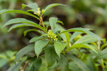 Obraz premium Fresh green leaves with tiny yellow buds. Nature's quiet growth in soft daylight. Fragrant wild plant in natural setting. Lush foliage with delicate blossoms. Simple, vibrant botanical detail shot