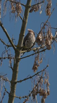 Bohemian Waxwing perching on tree branch in spring day. Bombycilla garrulus - Bohemian waxwing is