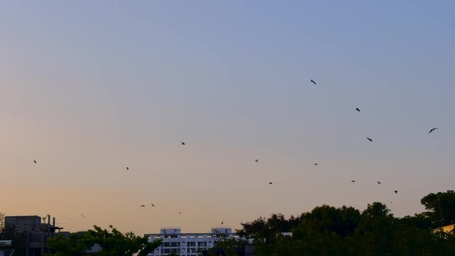 A Flock of birds soaring in a morning sky