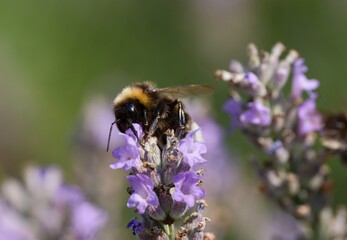 bumblebee on lavender © Hana