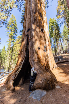 Woman touching trunk of Giant Sequoia tree