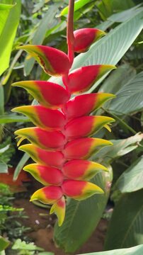 Hanging red yellow heliconia rostrata flower in a tropical garden, vertical video