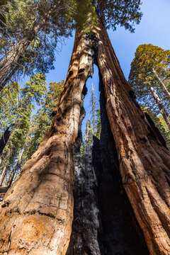 Low angle view of charred trunk interior of Giant Sequoia