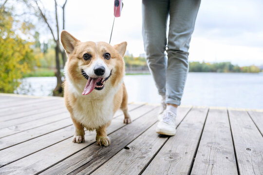 Woman walking with cute dog sticking out tongue on jetty