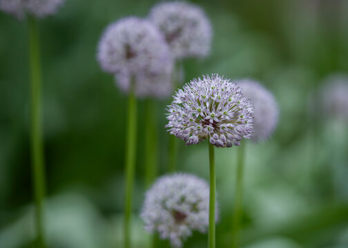 Botanical close-up of a pale lavender allium blooming in a spring garden with soft green bokeh. Allium grande Lipsky ornamental onion with delicate spherical flower head. 
