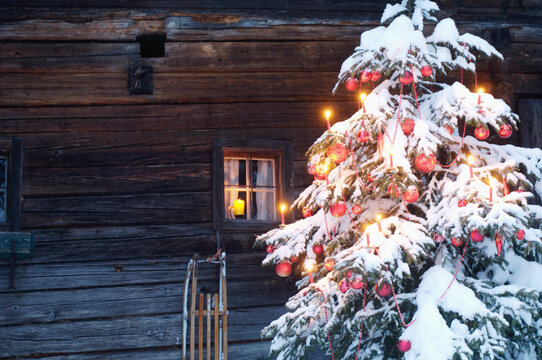 Snow covered Christmas tree outside a rustic wooden cabin