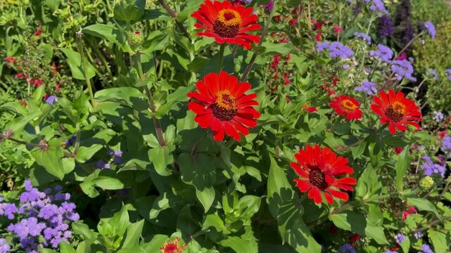 Bright red zinnia flowers blooming in a garden with green leaves