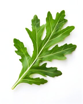 fresh arugula leaf botanical texture isolated on white background