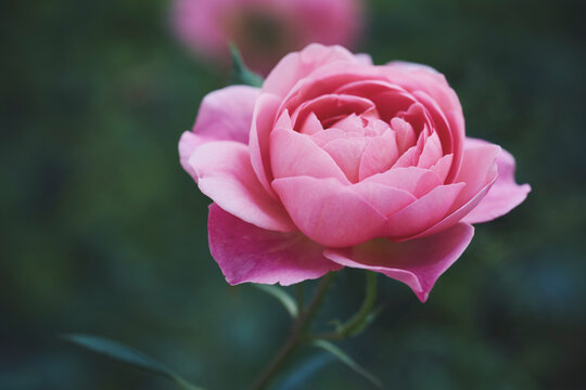 Close up of beautiful pink English Rose growing on stem