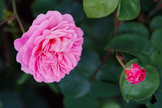 Close up of beautiful pink English Roses growing on stems against green leaves