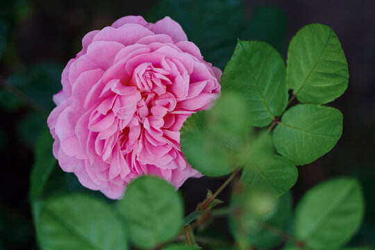 Beautiful English Rose in bloom among vibrant green leaves on rose bush