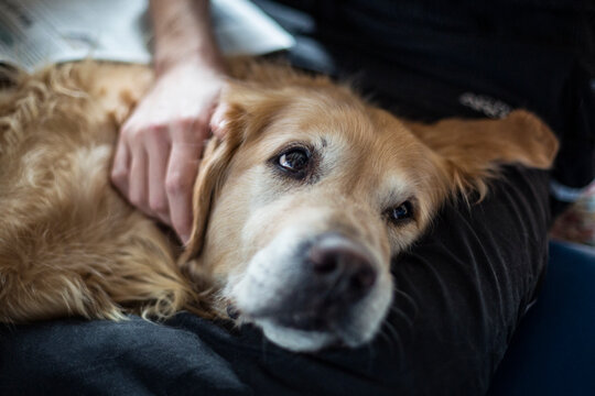 Young man stroking tired golden retriever while relaxing on lap at home