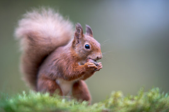 Eurasian red squirrel (Sciurus vulgaris) feeding outdoors