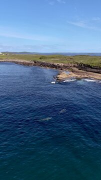 Aerial view of basking sharks at Muckross Head ,Donegal - Ireland