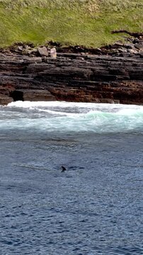Aerial view of basking sharks at Muckross Head ,Donegal - Ireland