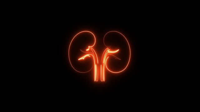 Human kidney animated icon. internal organs. Outline icon