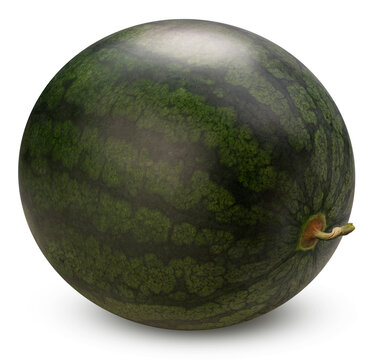Black Watermelon isolated on white background, Giant Seedless Watermelon isolated on white with clipping path.