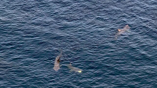 Aerial view of basking sharks at Muckross Head ,Donegal - Ireland