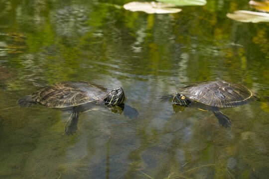 Two turtles swimming face to face on a calm pond