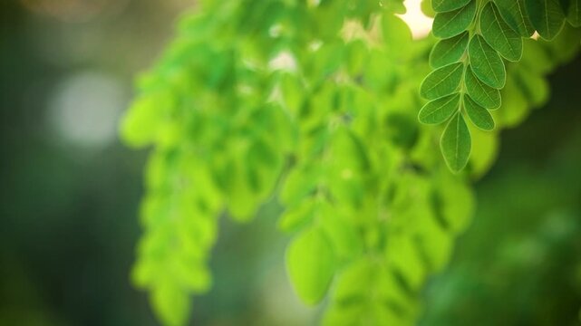 Fresh Moringa Leaves Growing on the Tree in the Garden 4K video