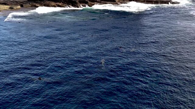 Aerial view of basking sharks at Muckross Head ,Donegal - Ireland