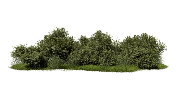 dense cluster of bushes and grasses sits on ground, surrounded by open space. setting shows healthy green plants with no signs of human activity. 3d render