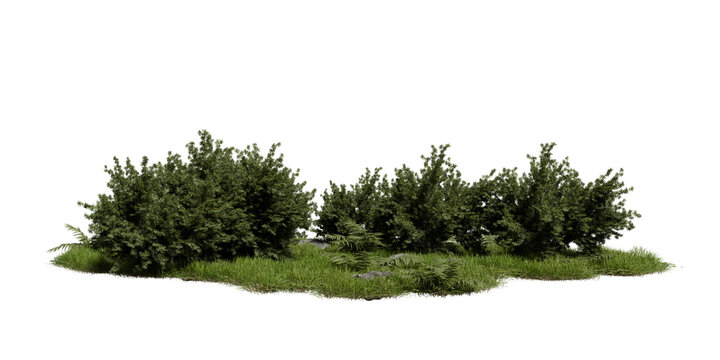Several shrubs gather on patch of grass with few small stones scattered nearby. This scene is natural outdoor arewith green plants. 3d render