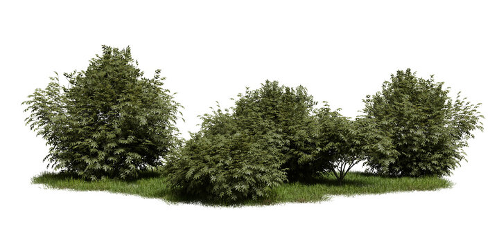 Bright green bushes grow together in natural area. plants show strong leaves and branches. setting is simple with grass around base, showing clear day. 3d render