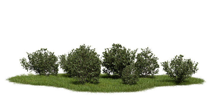 Several bushes grow together on patch of grass. scene is set outdoors in bright daylight. arehas few features besides greenery and clear sky. 3d render