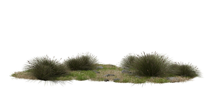 Several grass clumps and small rocks fill an outdoor space under daylight. green grass spreads across ground with various textures and forms. 3d render