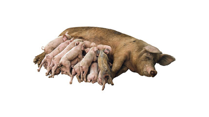 Sow pig nursing her large litter of small piglets on a white background with livestock agriculture domestic countryside breeding © Jahid