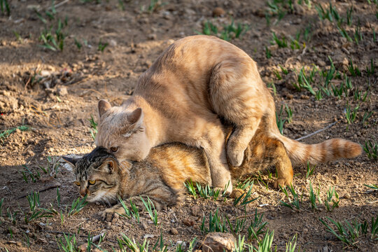 Outdoor photography of stray cats mating and reproducing in nature.