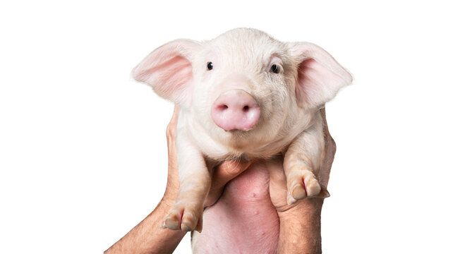 Farmer holding a cute pink piglet in hands against a clean white background with livestock agriculture domestic portrait close-up
