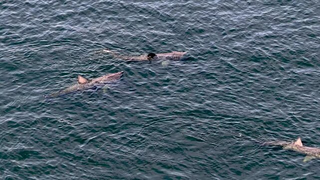 Aerial view of basking sharks at Muckross Head ,Donegal - Ireland