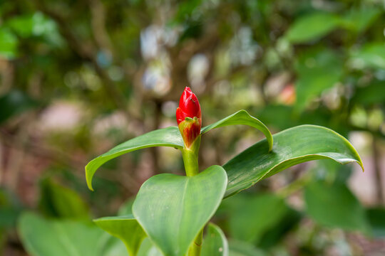 Bright red bud atop green leaves. Fresh, unopened bloom with vivid color. Lush green foliage surrounds the bud. Natural garden background with soft focus. Simple, elegant botanical detail