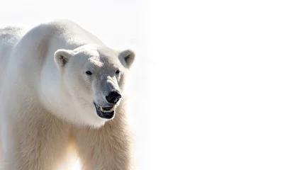Adult male polar bear, Ursus Maritimus, front view portrait, against bright white background with copy space. Kingsfjorden, Svalbard. © Rixie