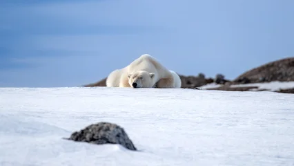 Sleeping polar bear, Ursus Maritimus, on the snow at the edge of Kongsfjorden, or Kings fjord, in Svalbard, Norway. Front view in arctic landscape with blue sky background. © Rixie