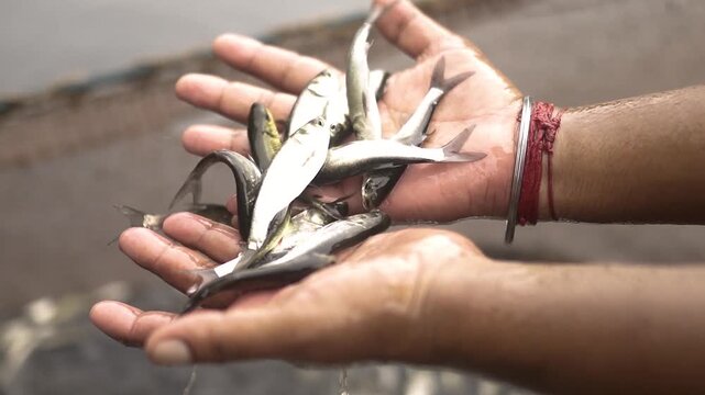 Fisherman displaying fresh catch  with net in vibrant ocean setting fish framing 4k video
